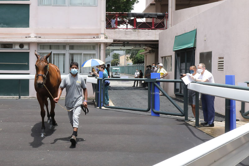 今晨的拍賣馬匹試跑示範吸引了馬主與練馬師們到場觀看。