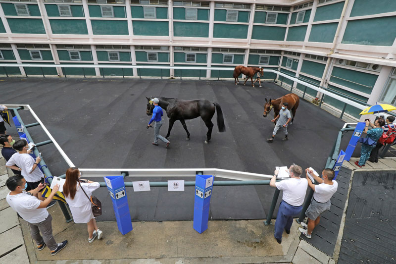 今晨的拍賣馬匹試跑示範吸引了馬主與練馬師們到場觀看。
