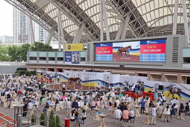 2022香港國際馬匹拍賣會於沙田馬場馬匹亮相圈舉行，共有17匹未曾出賽的新馬供合資格人士競投。