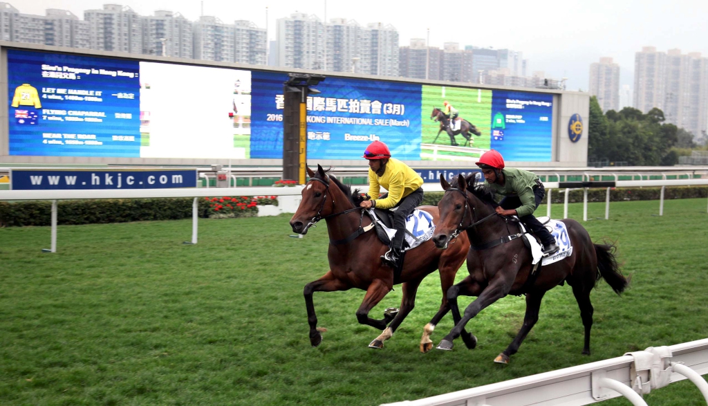 2016年香港國際馬匹拍賣會將於下週五3月18日舉行，二十五匹將會參與拍賣的馬匹今晨於沙田馬場草地跑道作試跑示範。