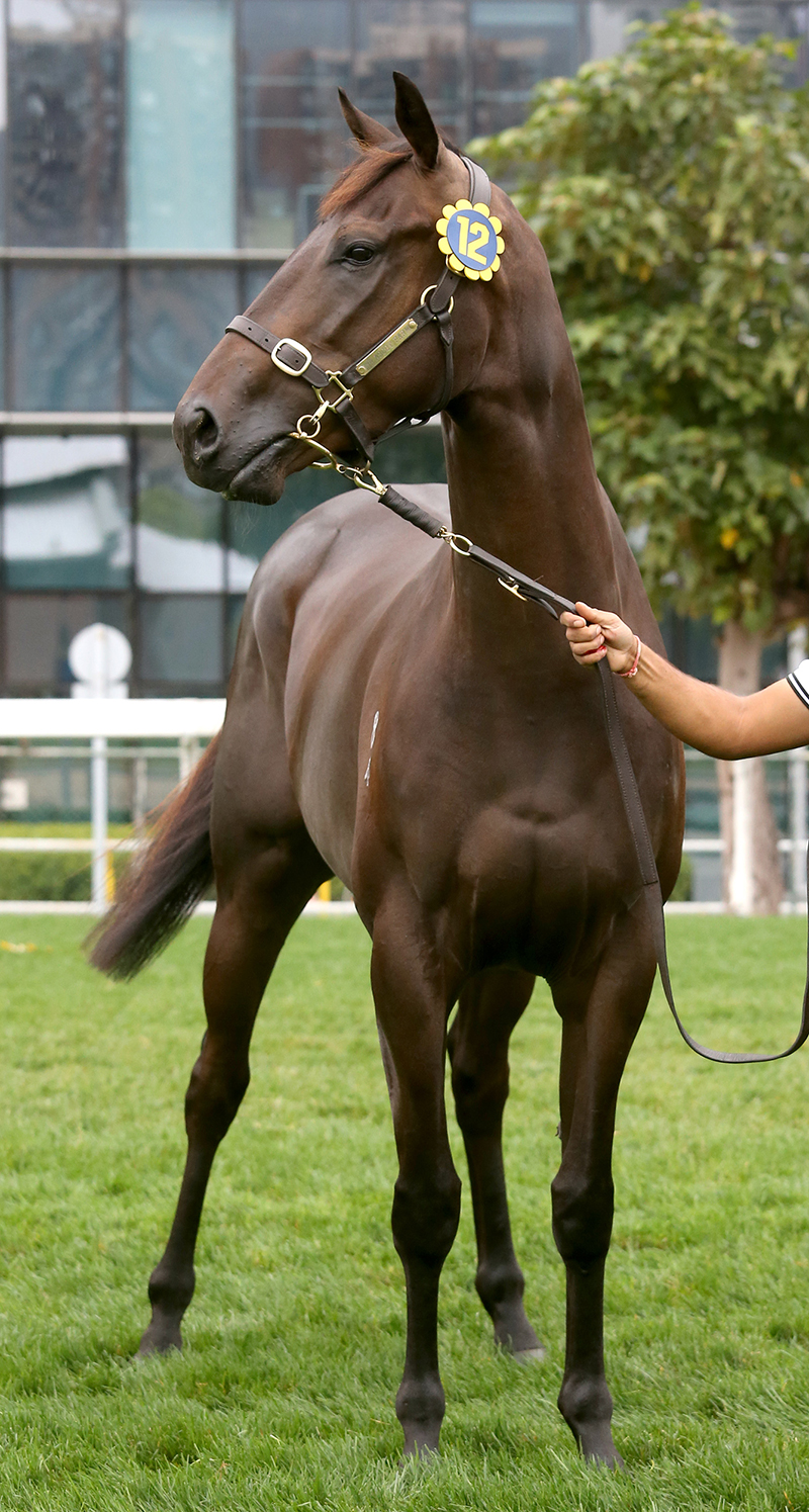 第12號拍賣馬是在紐西蘭培育、父系「小法寶」(Savabeel)的棕色閹馬。