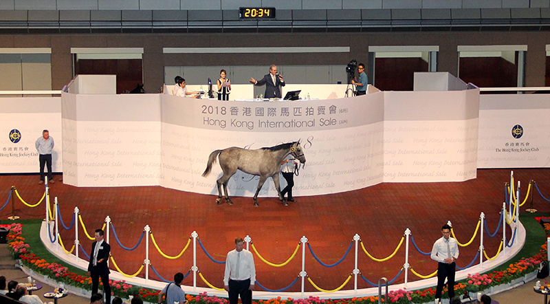 第9號拍賣馬（父系Shamardal，母系Light And Airy）由綠駿團體以二百八十萬港元投得，為今次拍賣會成交價最高的一駒。