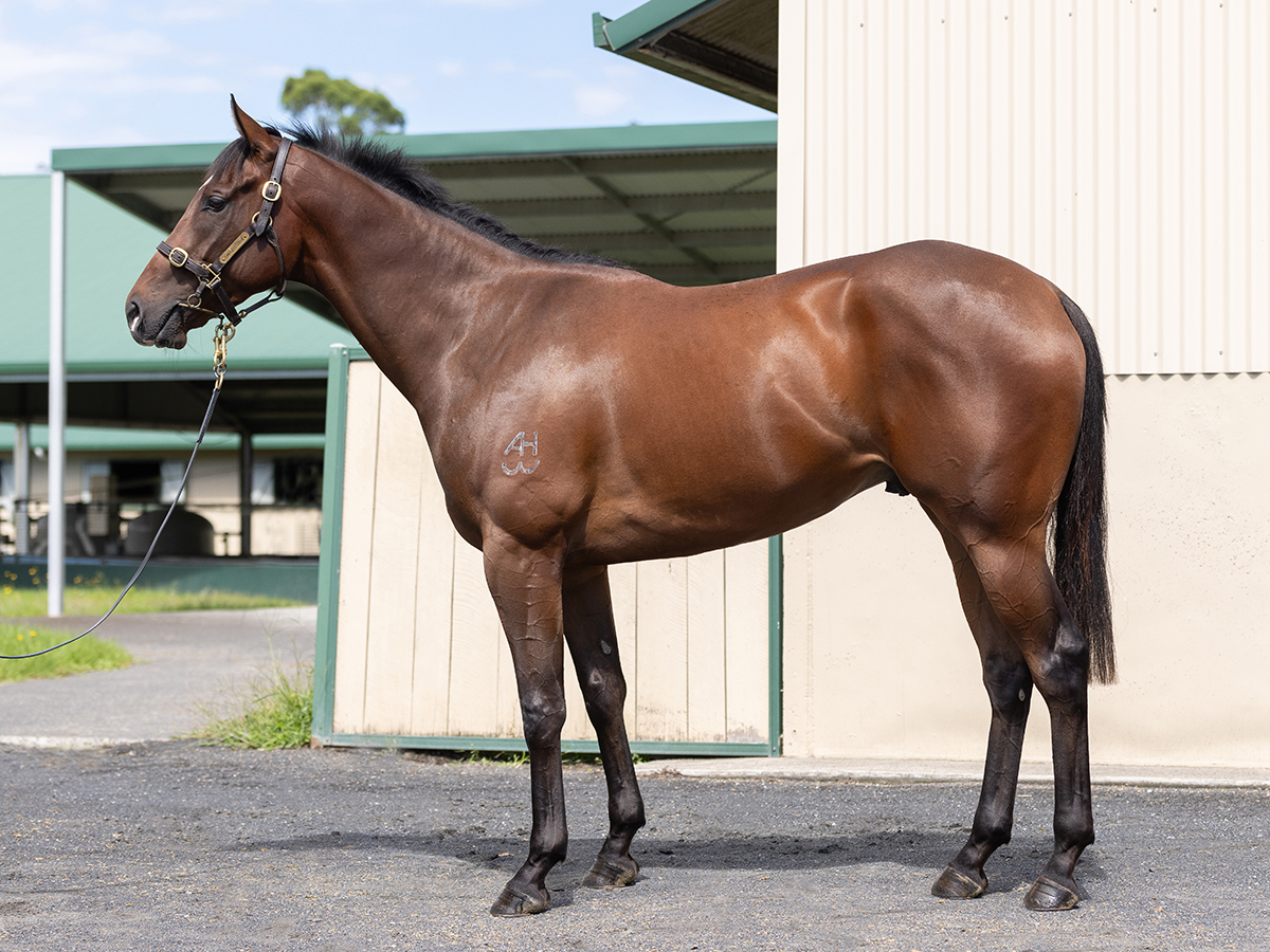 Index of Lots - Hong Kong International Sale 2024 - The Hong