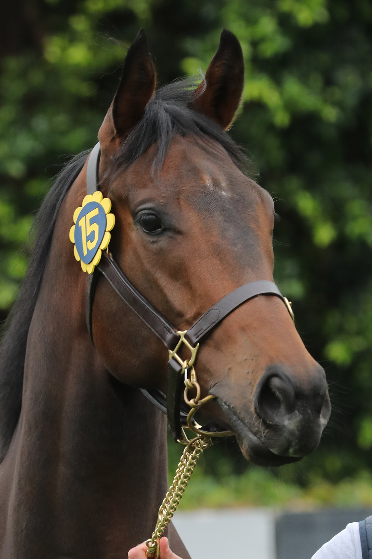 編號15拍賣馬是在英國培育的棗色閹馬，父系為「志氣高」(Invincible Spirit)。