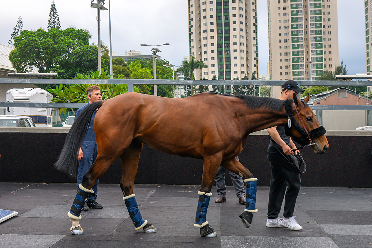 「歌利巨人」已抵達香港為一級賽富衛保險女皇盃備戰。