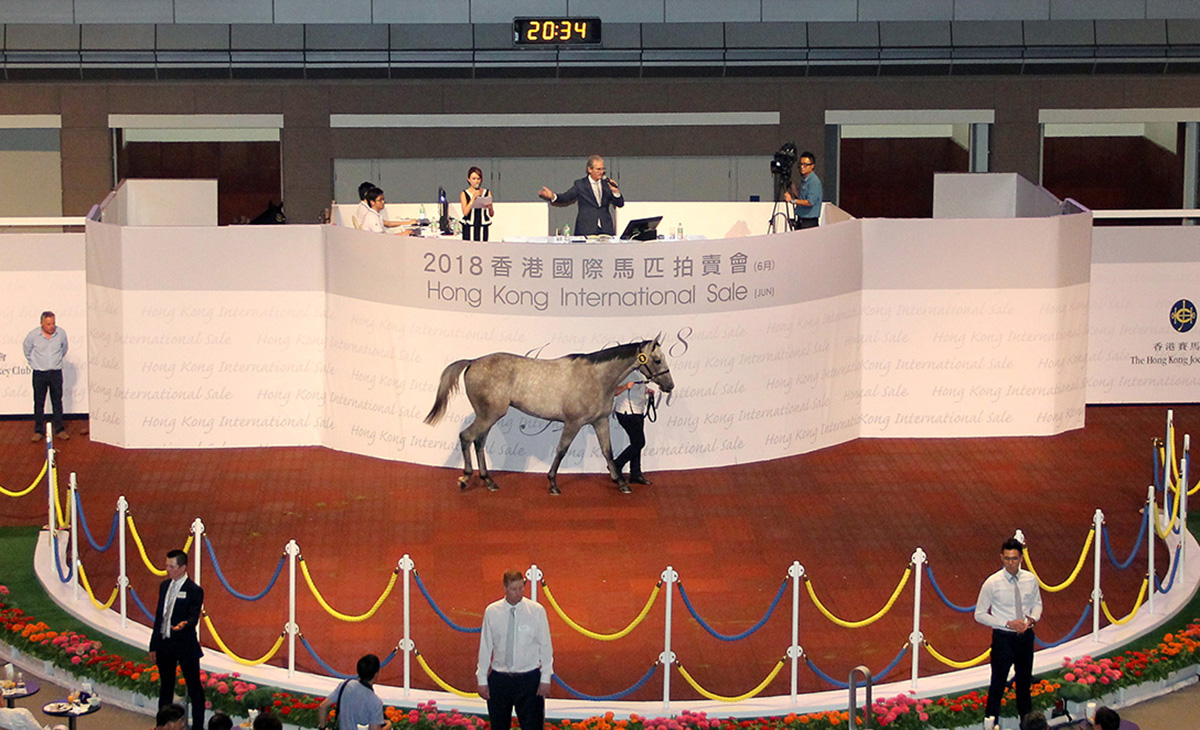 第9號拍賣馬（父系Shamardal，母系Light And Airy）由綠駿團體以二百八十萬港元投得，為今次拍賣會成交價最高的一駒。