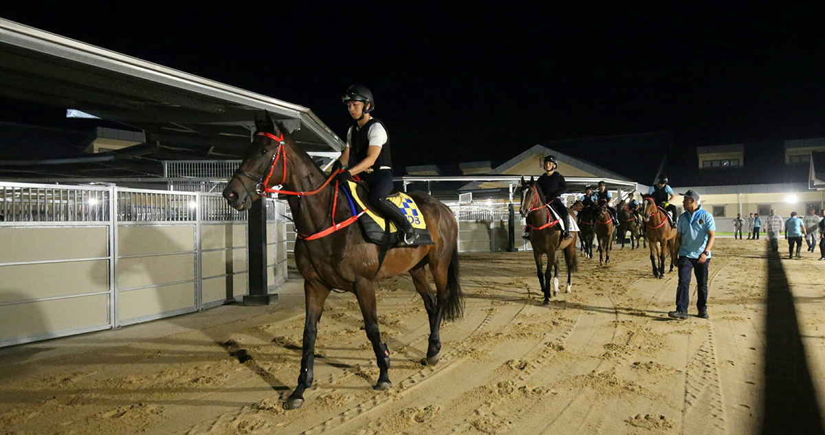 賽馬培訓發展委員會馬房的馬匹在從化馬匹訓練中心進行操練。