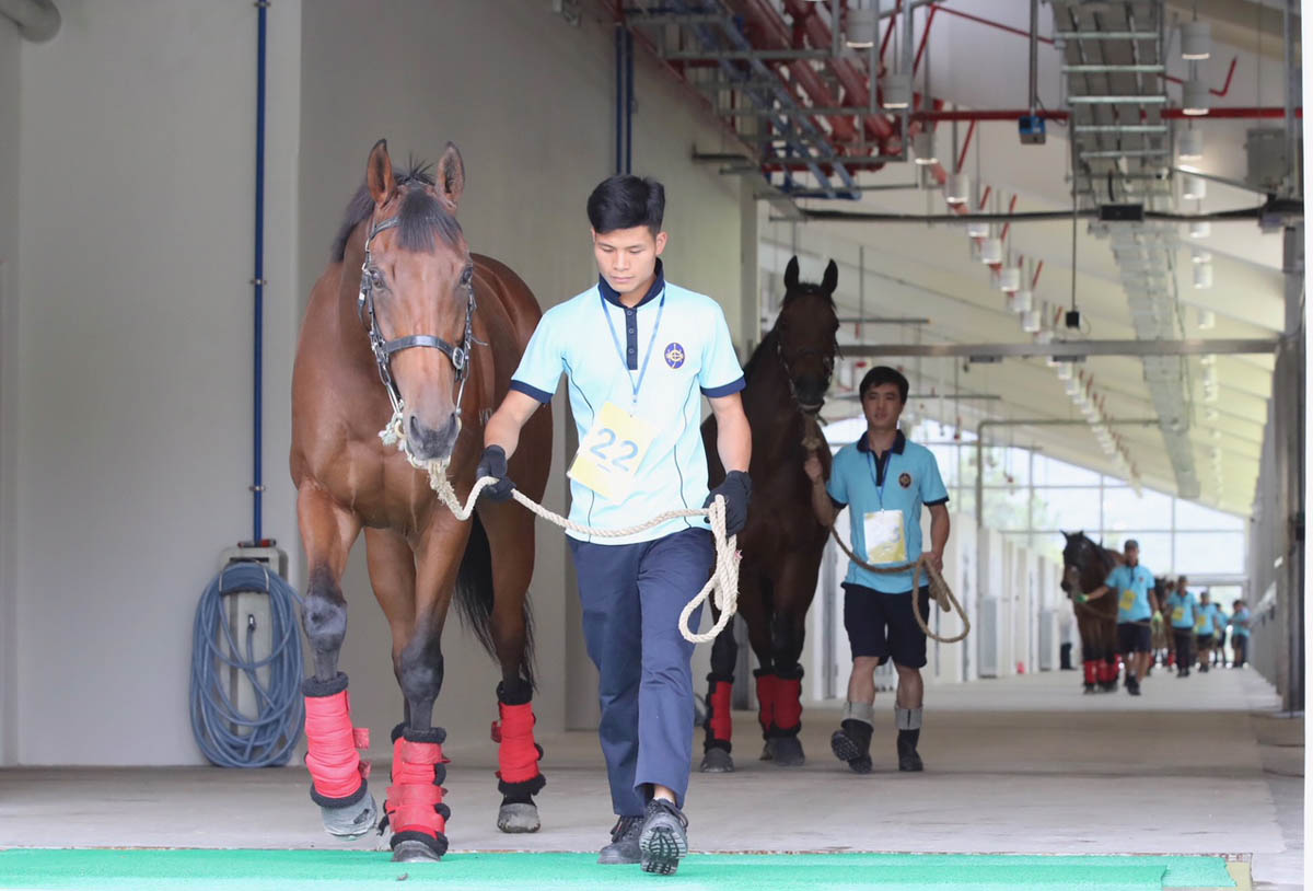 二十一匹現役賽駒於今晨運抵從化馬匹訓練中心。
