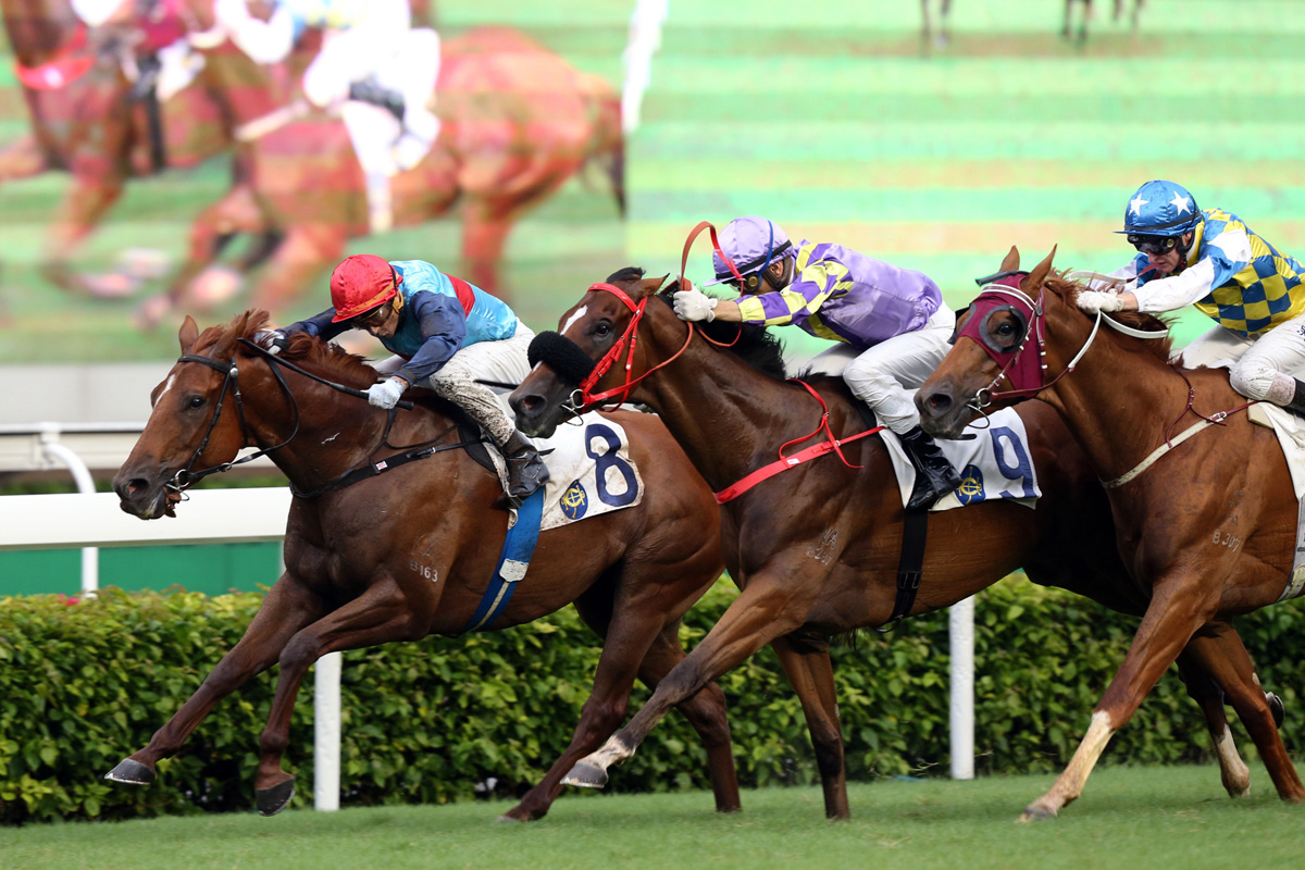 由呂健威訓練、韋達策騎的「輝煌星」(8號) ，勝出本年度馬季最後一場賽事香港馬主協會錦標。