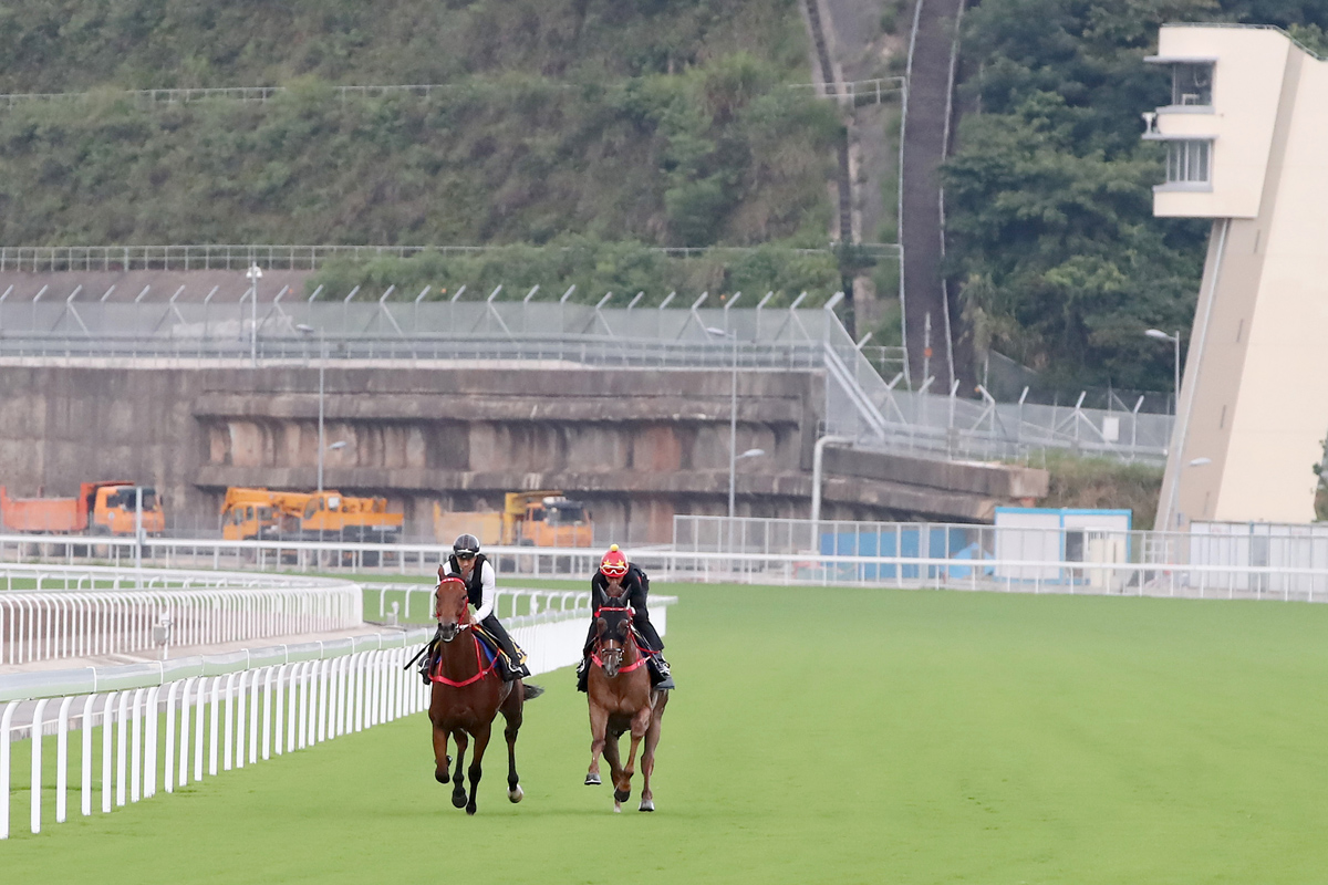 韋達 (紅帽)與梁家俊在從化馬匹訓練中心的草地跑道上策馬操練。