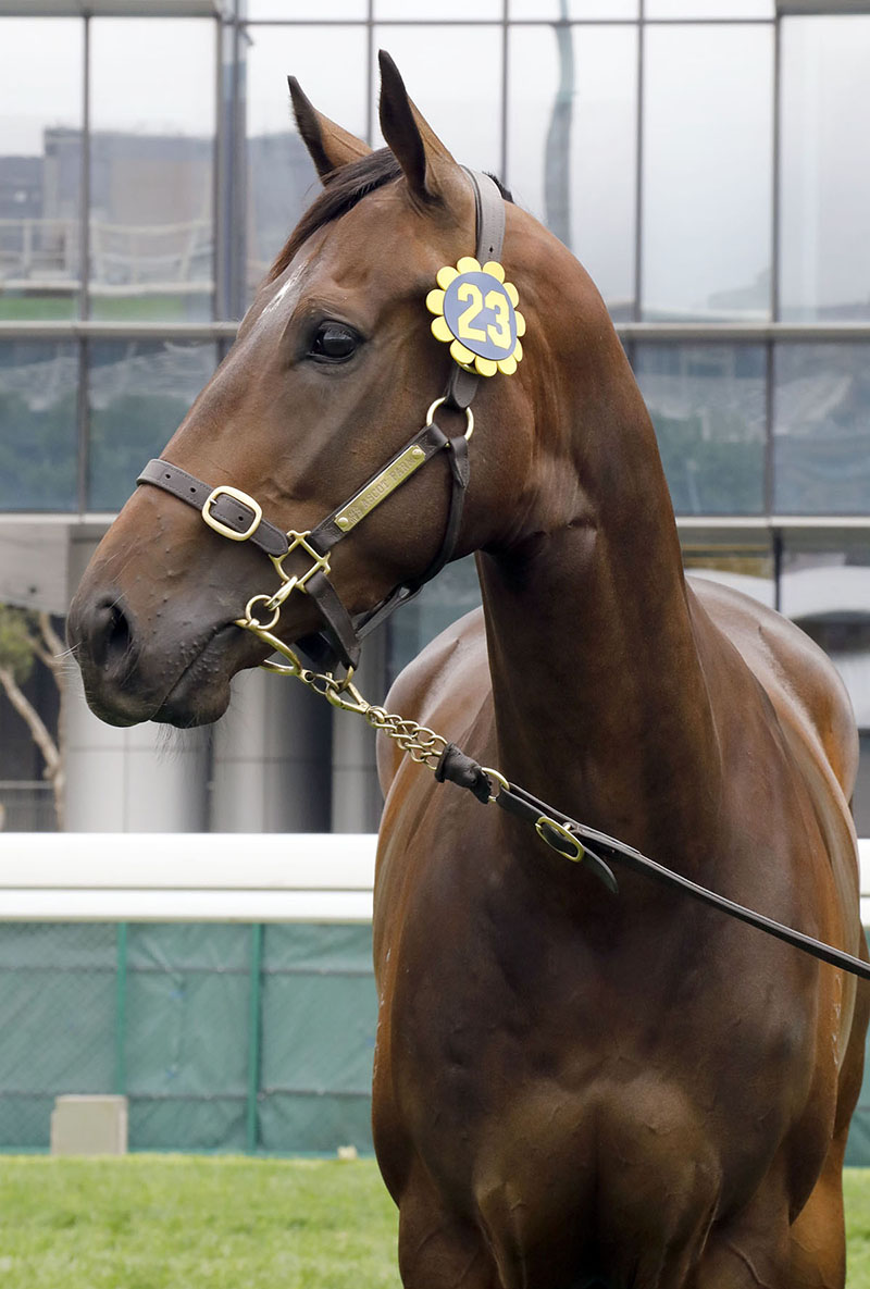 第23號拍賣馬是在澳洲培育、出自父系Written Tycoon的棗色閹馬。