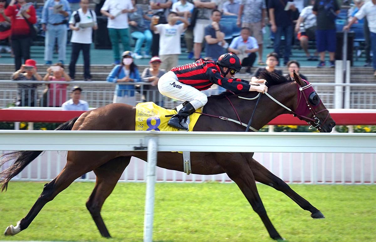 由約翰摩亞訓練的香港賽駒「信心保證」（8號馬），在潘頓策騎下勝出今日於沙田馬場舉行的港澳盃。