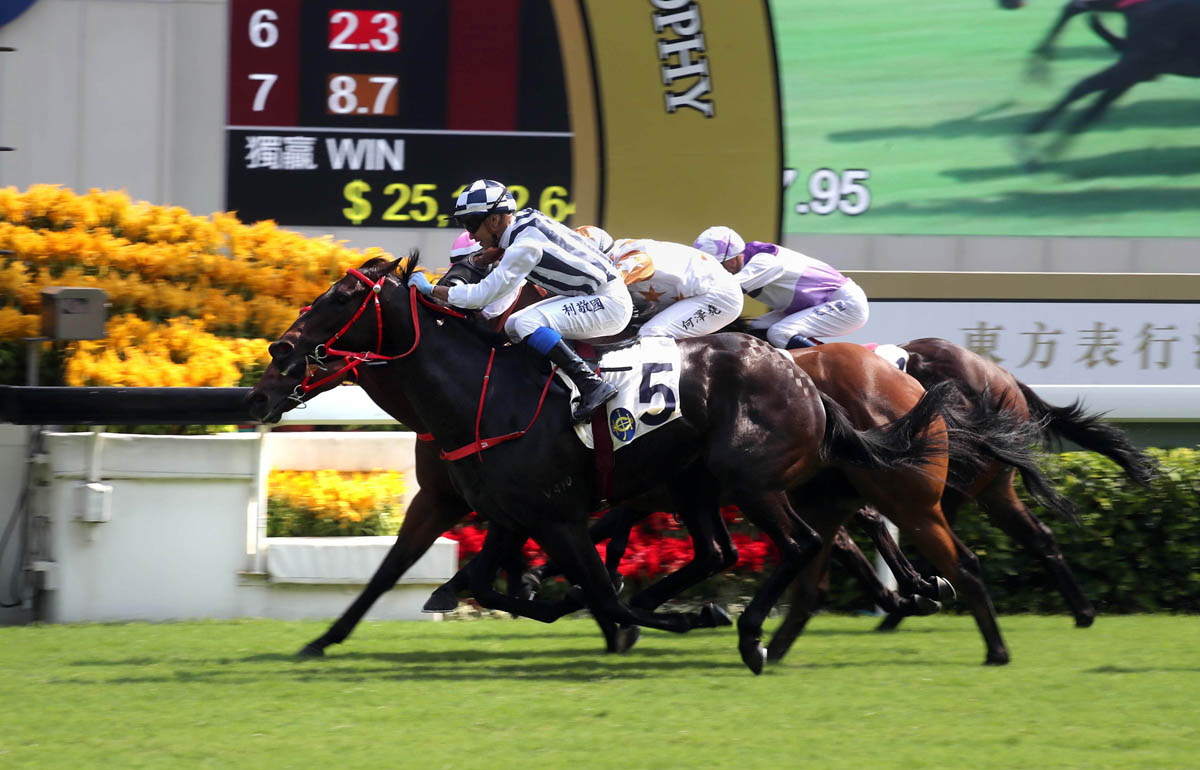 四季旺 – 香港: 香港頂級一哩馬，2018年奪得一級賽董事盃（1600米）冠軍之後表現回落。今季在1200米賽事中重拾朝氣，上仗攻下二級賽精英碗。