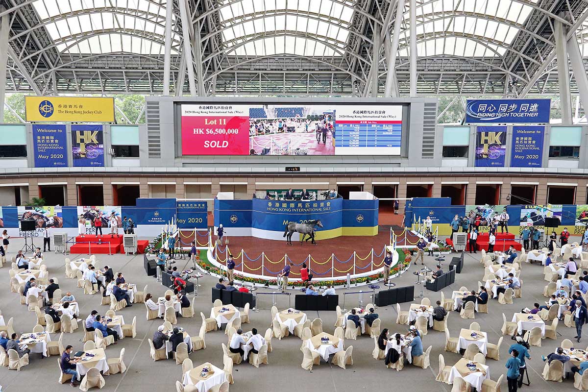 2020香港國際馬匹拍賣會（5月）今日於沙田馬場馬匹亮相圈舉行，共有11匹未曾出賽的新馬供合資格人士競投。