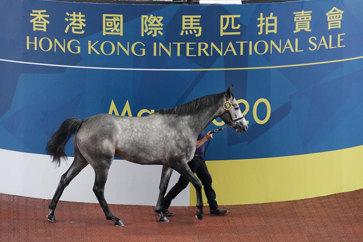 第11號拍賣馬（父系Kodiac，母系Coolnagree）由Kerm Din以六百五十萬港元投得，為今次拍賣會成交價最高的一駒。