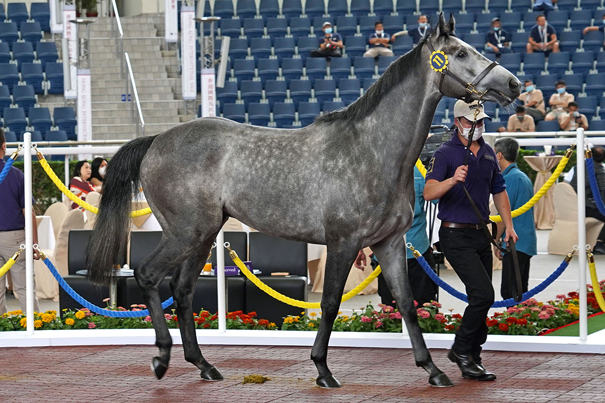 第11號拍賣馬（父系Kodiac，母系Coolnagree）由Kerm Din以六百五十萬港元投得，為今次拍賣會成交價最高的一駒。