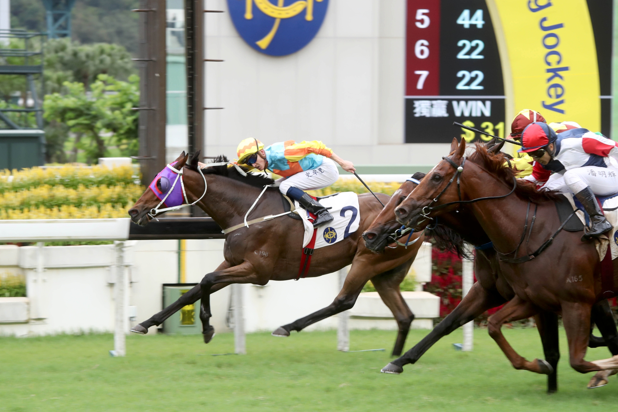 嘉應之星 – 香港 : 甚具鬥心的前置型馬匹，曾兩度在一級賽中入位。最近兩仗均角逐二級賽，皆在「金鎗六十」之後跑入亞席。