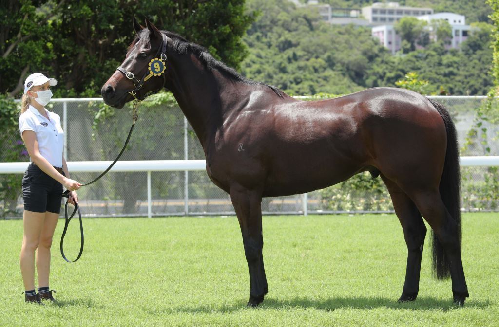 編號9 拍賣馬是澳洲培育的棕色閹馬，父系為「至高無極」(I Am Invincible)。