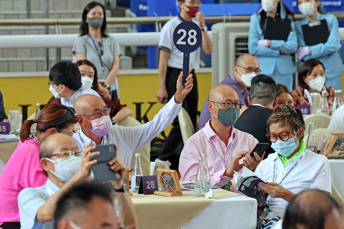 2022香港國際馬匹拍賣會今日於沙田馬場馬匹亮相圈舉行，共有17匹未曾出賽的新馬供合資格人士競投。