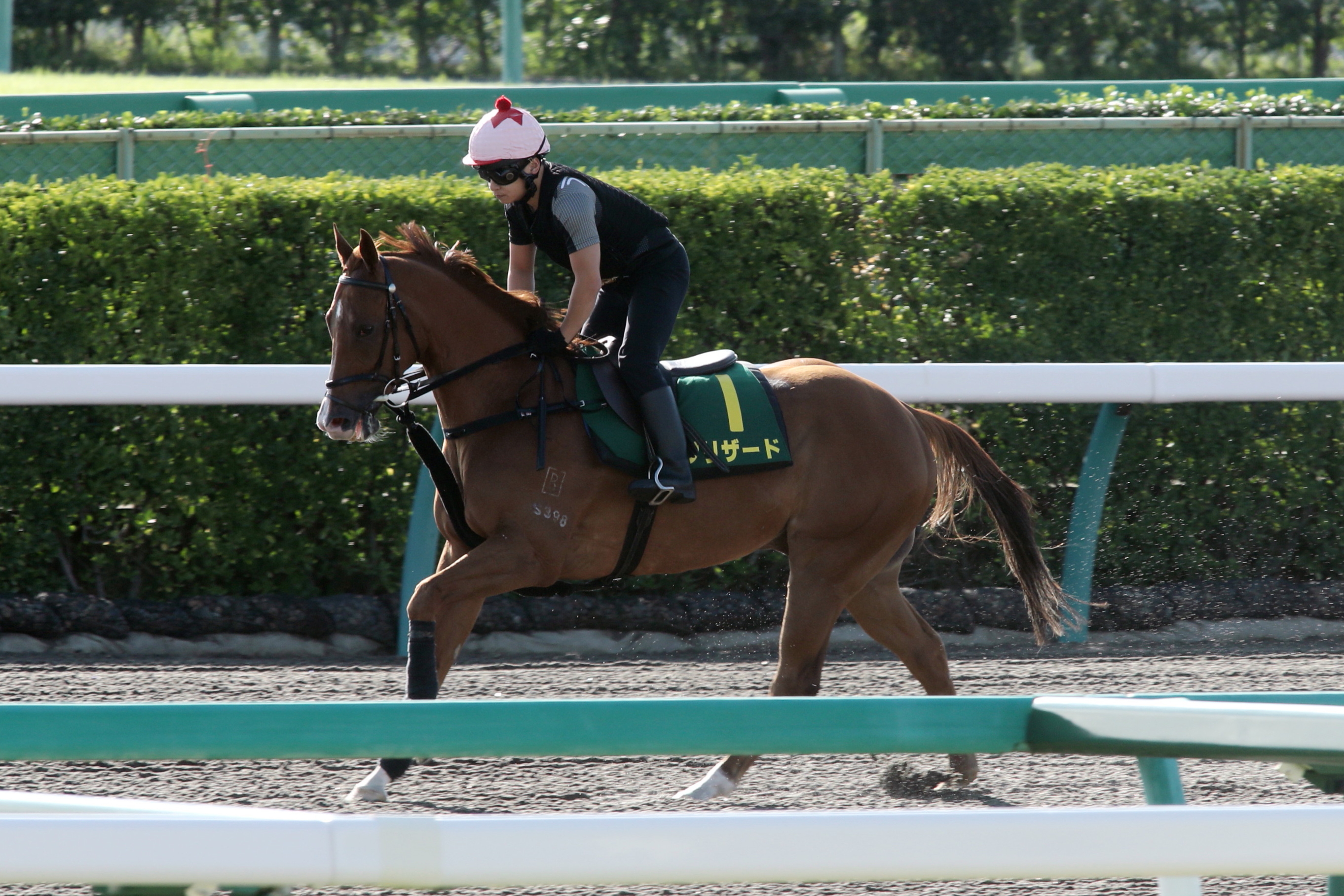 Blizzard canters under Stanley Wong Friday morning at Nakayama Racecourse.