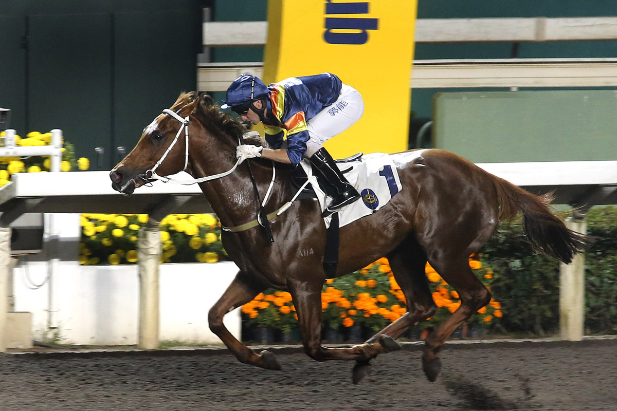 California Whip notches an impressive Class 3 win on Sha Tin’s all-weather track in January.