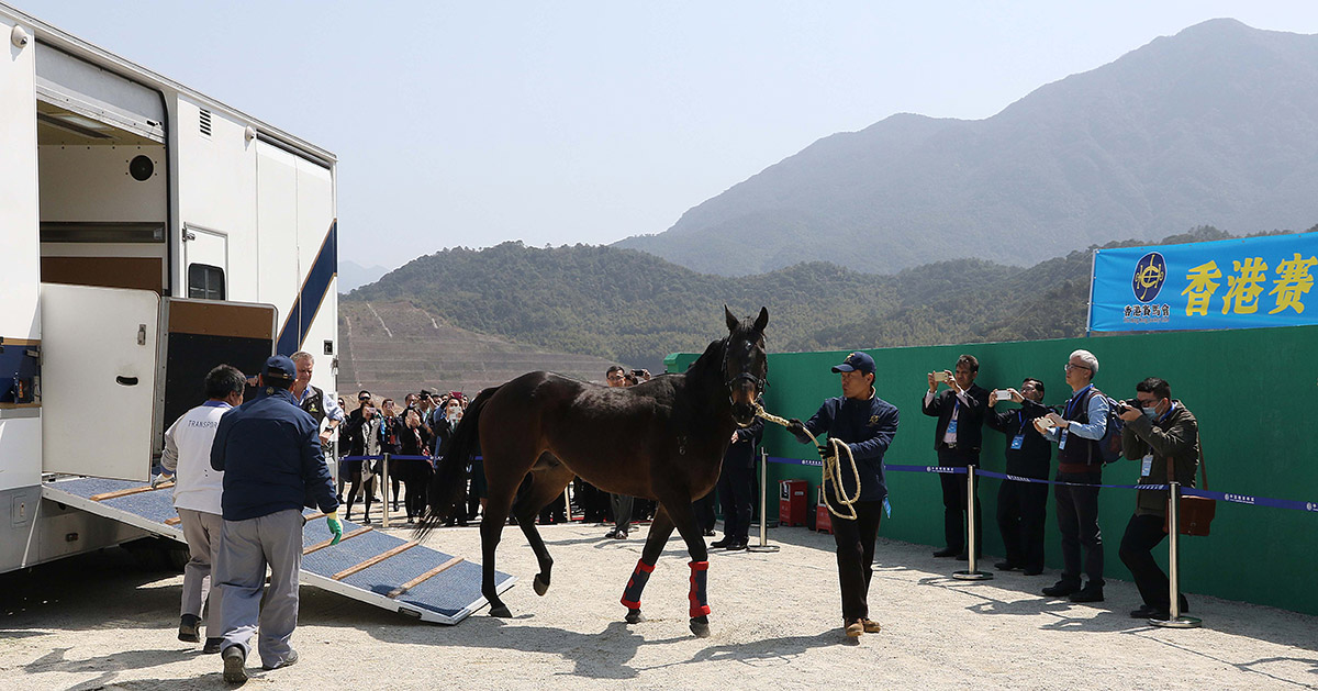 A retired horse arrives at the Conghua Training Centre during one of the early horse movement trials conducted by the Hong Kong Jockey Club.