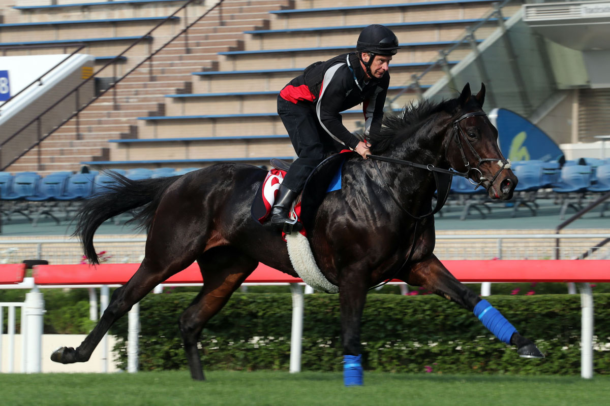 Poet’s Word gallops at Sha Tin on Wednesday morning.