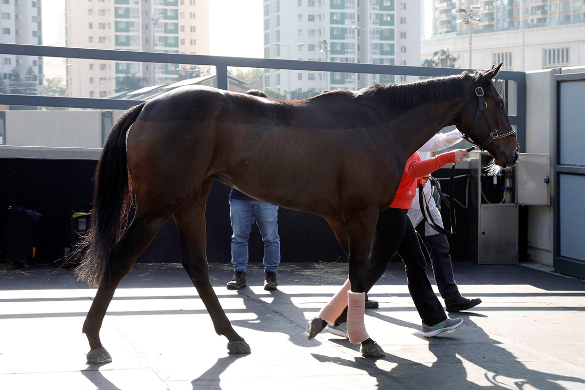 Roly Poly (LONGINES Hong Kong Mile)