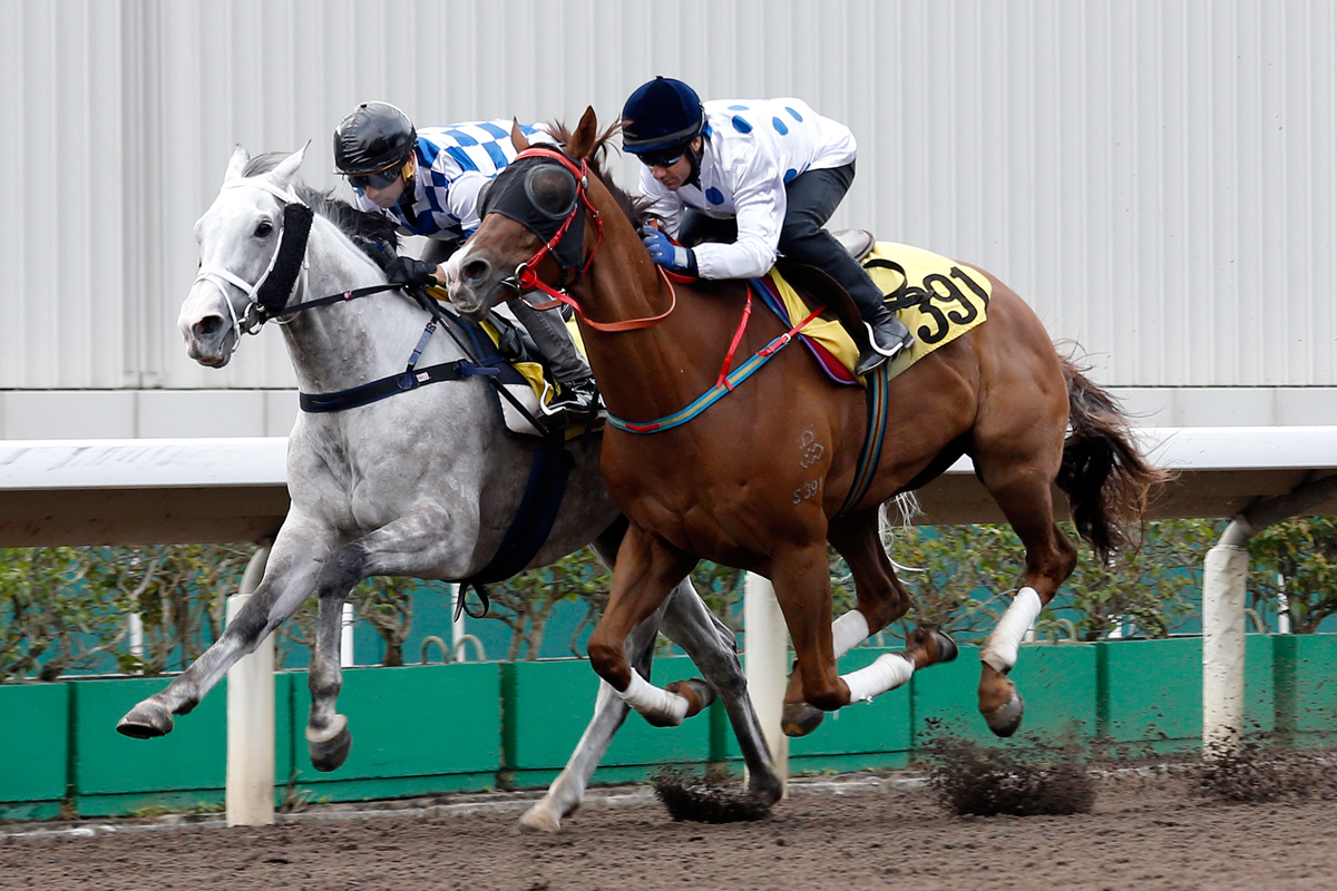 Contentment (outside) cruised to second, a nose behind Silverfield (grey) in the second batch.