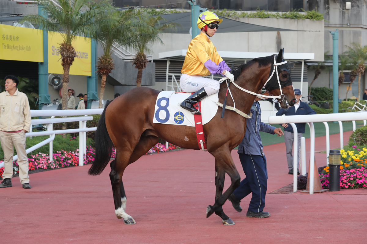 Doctor Geoff was a close second to Pingwu Spark on debut.