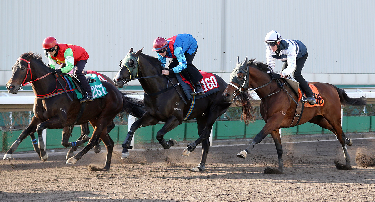 Ruthven (red and blue silks) passes the post seventh in a barrier trial last week.