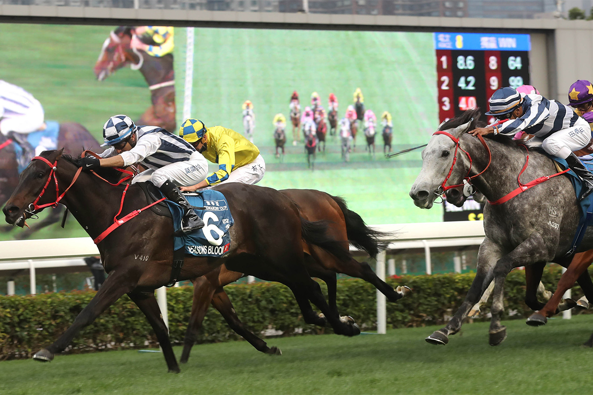 Danny Shum-trained Seasons Bloom (No. 6), with Joao Moreira on board, edges Fifty Fifty (No. 11) to win the G1 Stewards’ Cup (1600m), the first leg of Triple Crown, at Sha Tin Racecourse today.