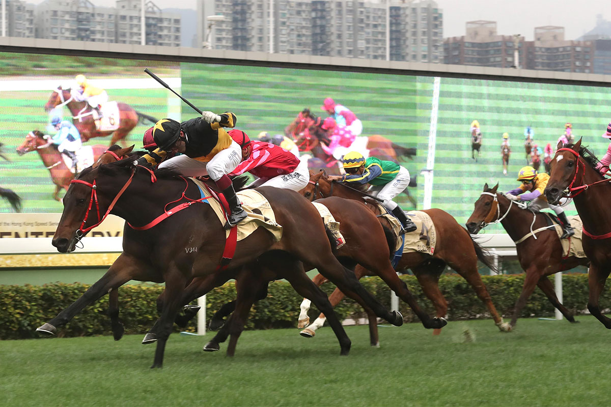 Trained by John Size and ridden by Olivier Doleuze, D B Pin (No. 2) wins the Centenary Sprint Cup at Sha Tin Racecourse today.