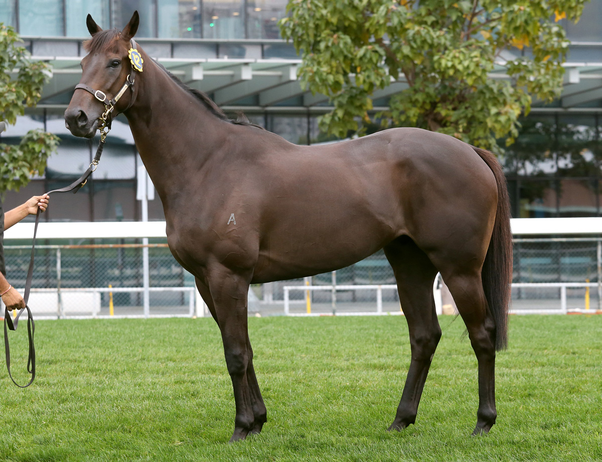 Lot 12, a New Zealand-bred brown gelding by Savabeel.