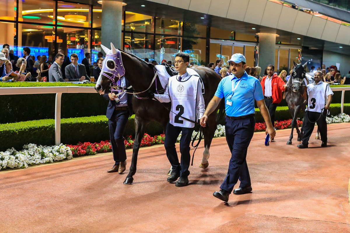 Classic Emperor parades in the paddock ahead of his Meydan debut on Thursday night.