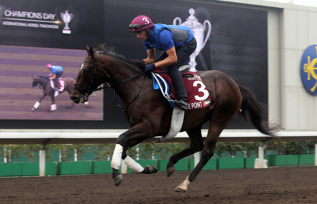 Blue Point exercises on the Sha Tin dirt this morning.