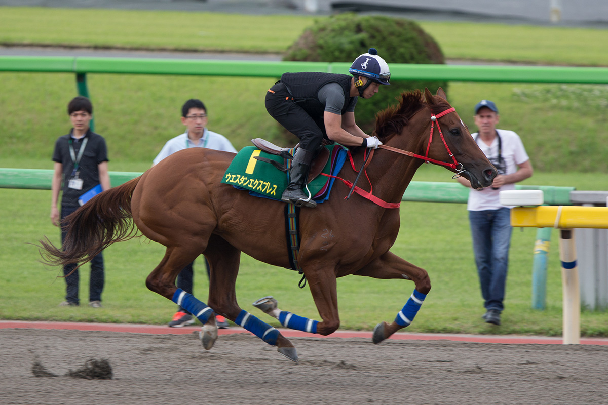 Western Express exercises at Tokyo racecourse this morning.