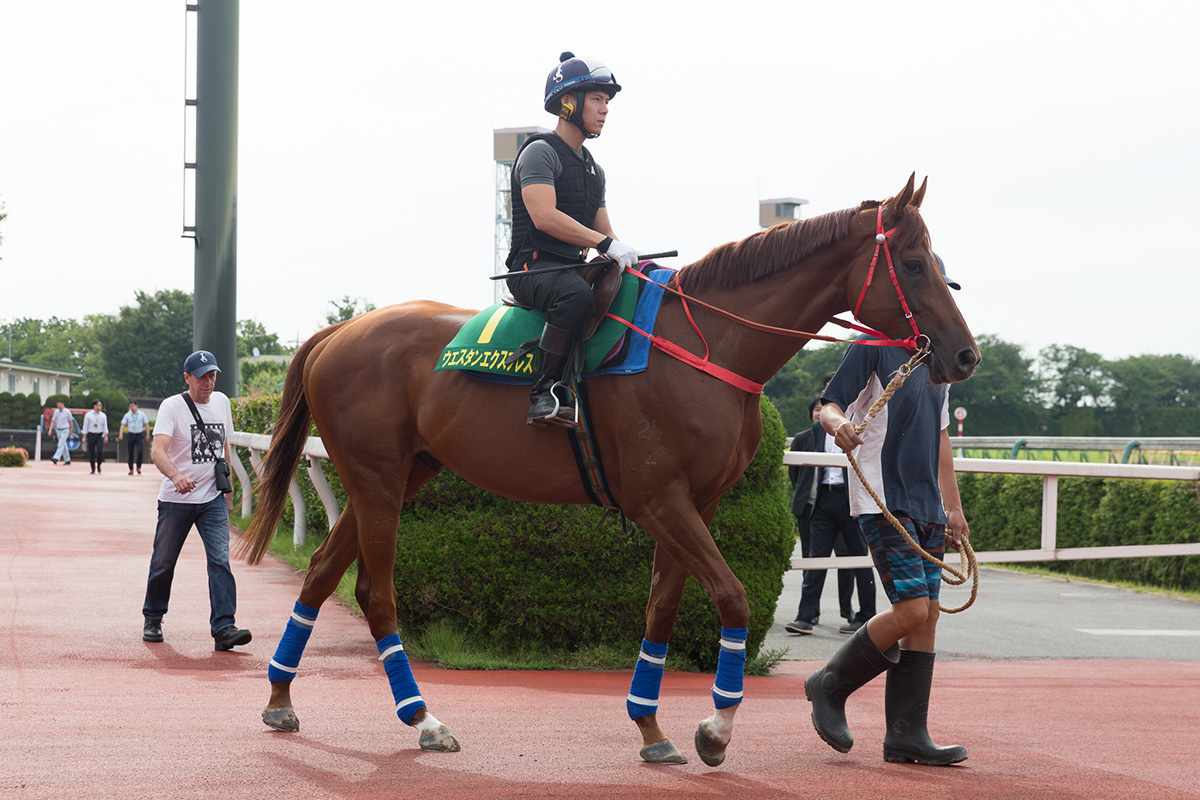 John Size follows Western Express as he heads to the track at Tokyo this morning.