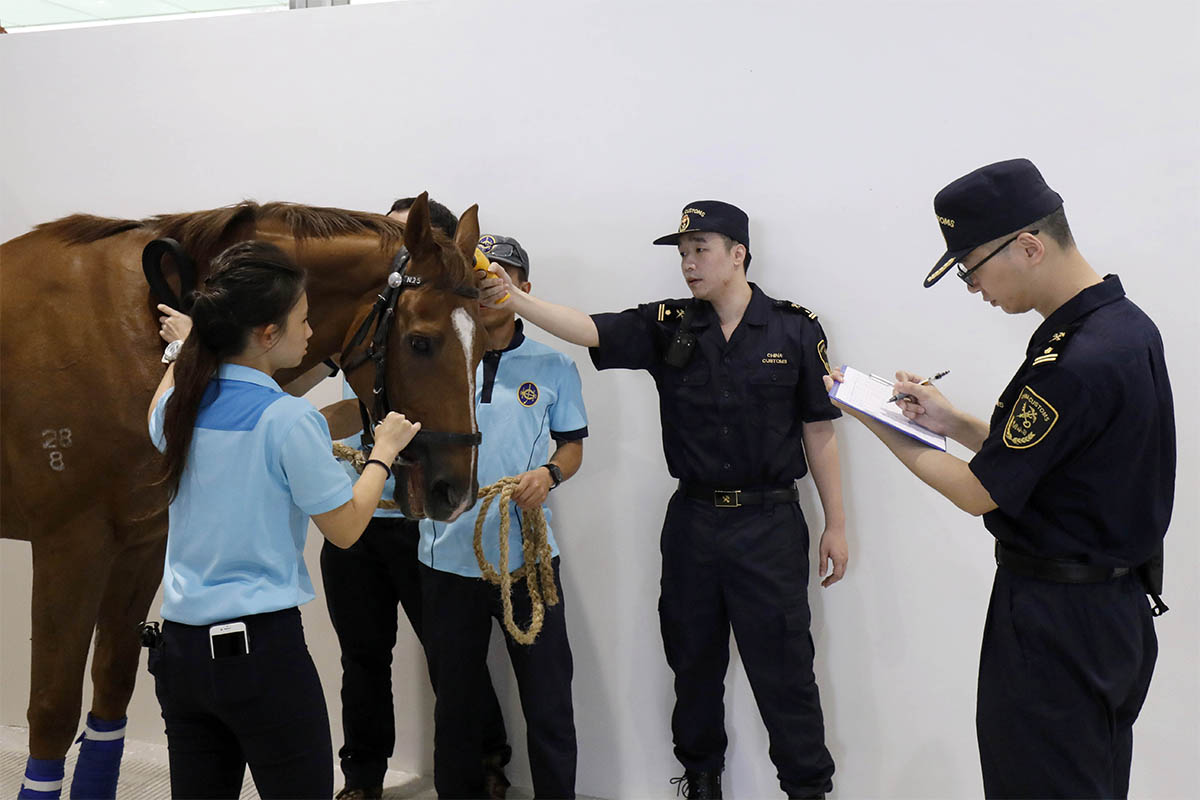 The first shipment of 14 retired horses, belonging to the Racing Development Board Stable, arrived at Conghua Training Centre on Tuesday morning. They are the first horses to be stabled at Conghua Training Centre.