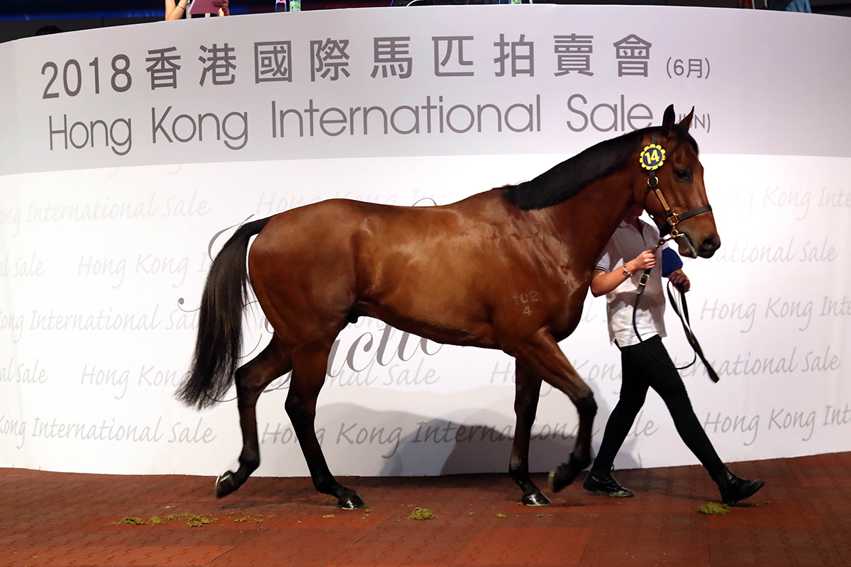 Lot 14 (Pins ex Natural Rhythm) went to New Chariot Club Syndicate for HK$2.5 million.