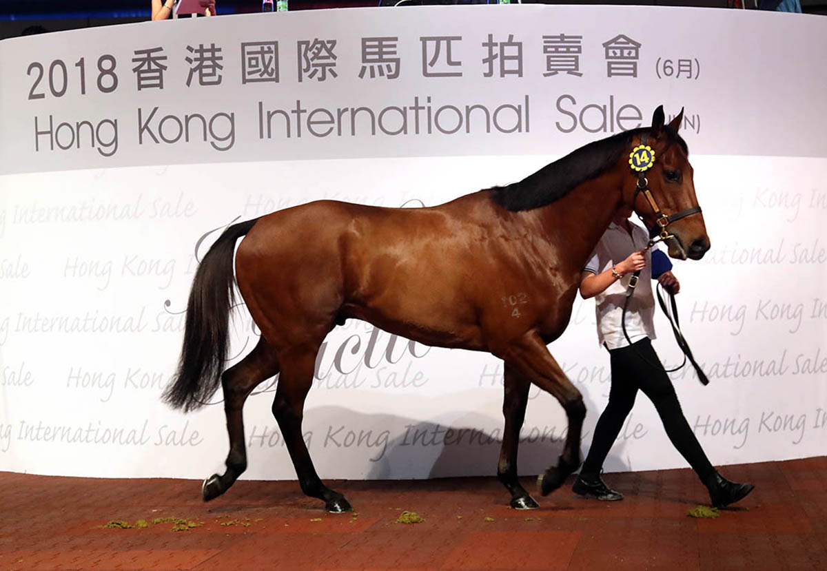 Lot 14 (Pins ex Natural Rhythm) went to New Chariot Club Syndicate for HK$2.5 million.