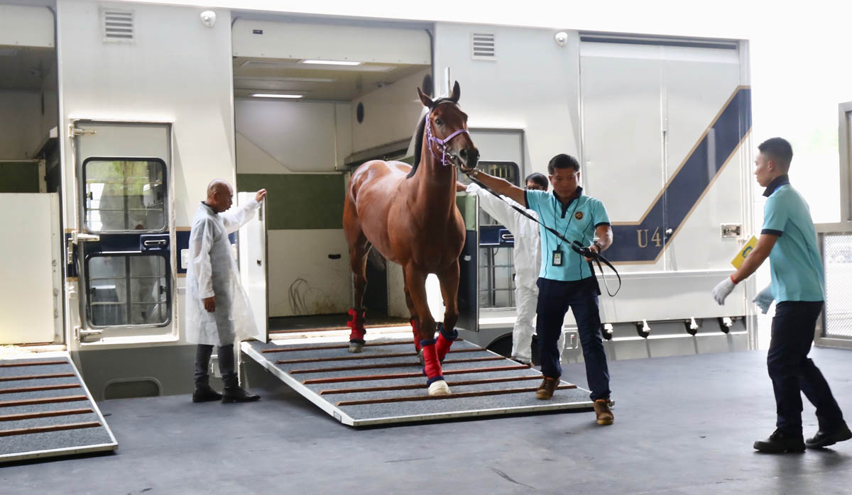 A total of 21 in-training horses arrive at Conghua Training Centre this morning.