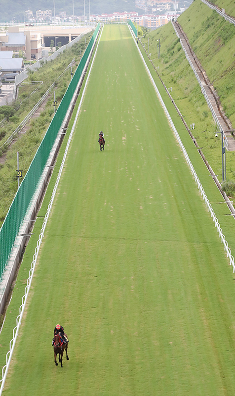Whyte and Leung partner Racing Development Board stable horses for fast work on the turf uphill gallop at Conghua Training Centre.