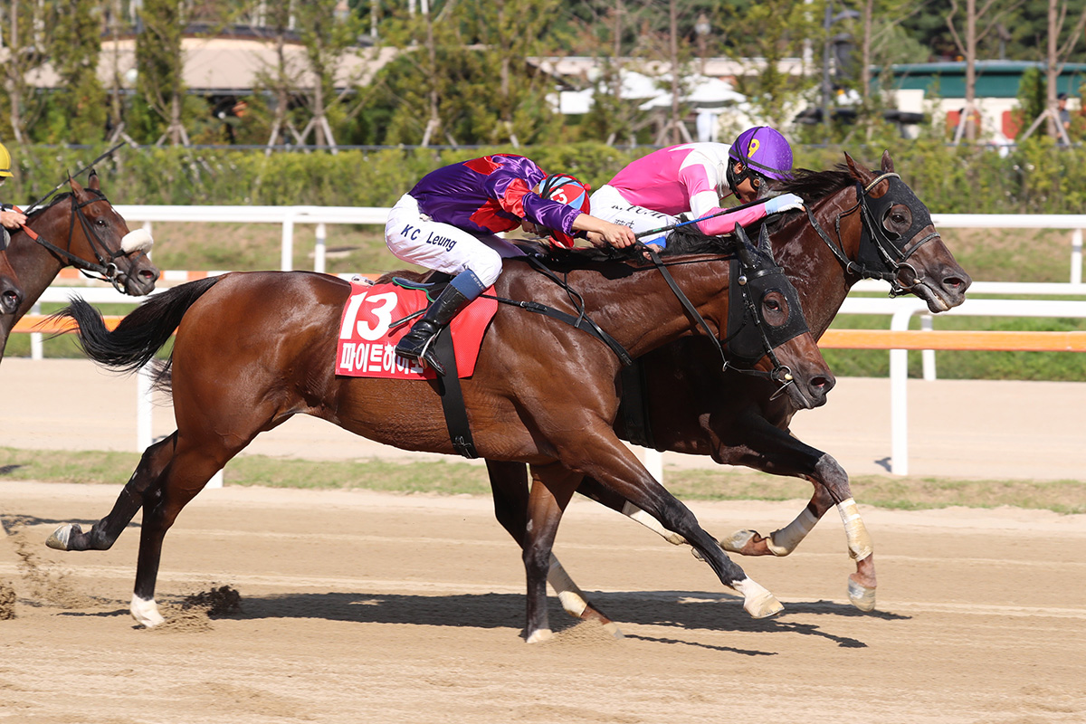 Fight Hero finishes a gallant second behind Moanin in the Korea Sprint.