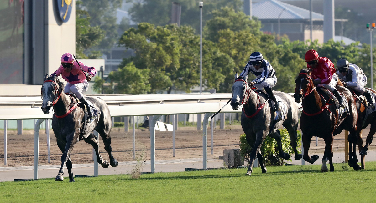 Hot King Prawn (left) forges clear of Fifty Fifty (blue and white) and Mr Stunning in the Group 2 Premier Bowl.
