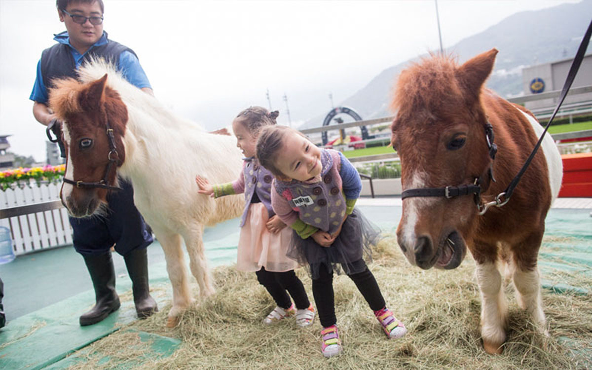 photo-taking opportunity with Shetland ponies