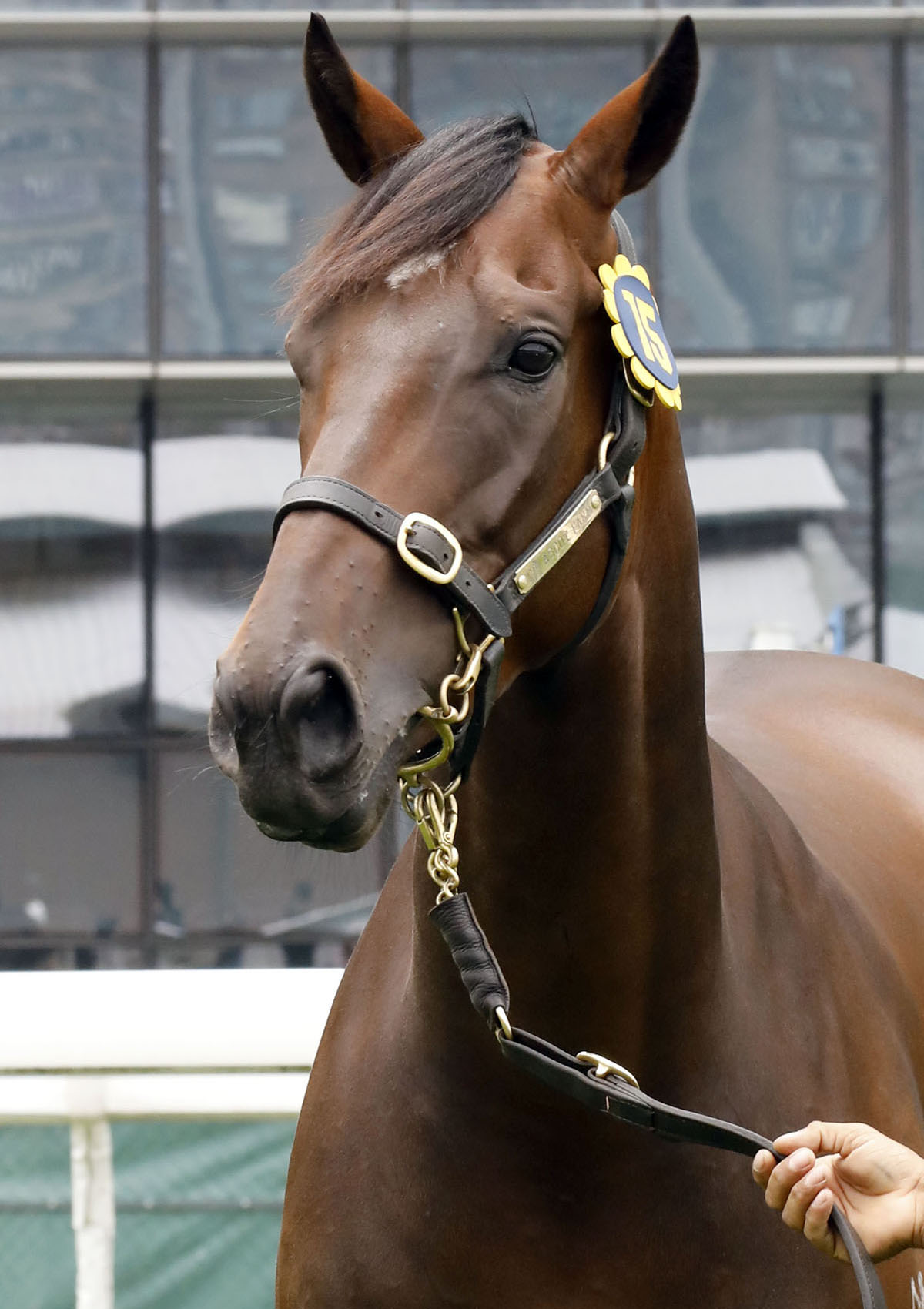 Lot 15, an Australian-bred bay gelding by Exceed And Excel.