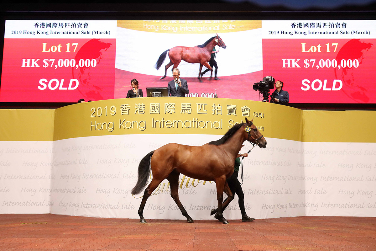 Lot 17, a son of Snitzel out of dual G1 winning mare Scarlett Lady, sells for HK$7 million