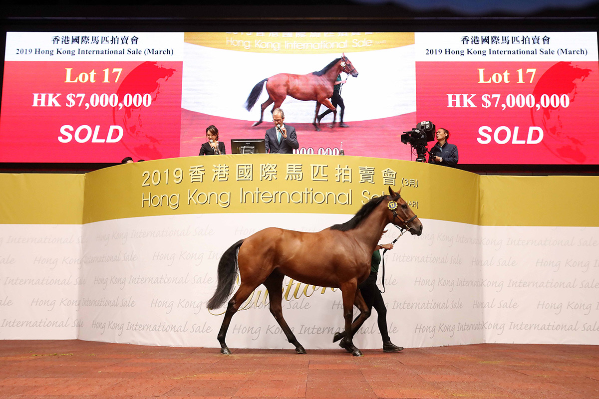 Tang Tou Syndicate purchased Lot 17 (Snitzel ex Scarlett Lady) for HK$7 million.