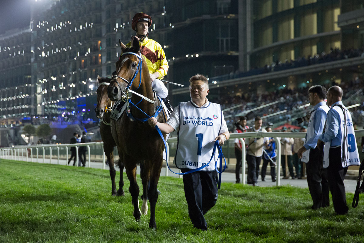 Southern Legend on his way to the start of the G1 Dubai Turf.